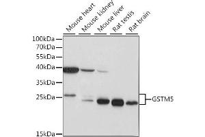 Western blot analysis of extracts of various cell lines, using GSTM5 antibody (ABIN7267445) at 1:1000 dilution. (GSTM5 antibody  (C-Term))