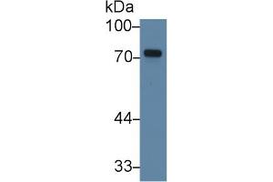 Western Blot; Sample: Human K562 cell lysate; Primary Ab: 3µg/ml Rabbit Anti-Human TXLNa Antibody Second Ab: 0. (alpha Taxilin antibody  (AA 328-531))