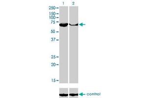 Western blot analysis of PAPSS2 over-expressed 293 cell line, cotransfected with PAPSS2 Validated Chimera RNAi (Lane 2) or non-transfected control (Lane 1). (PAPSS2 antibody  (AA 513-612))