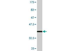 Western Blot detection against Immunogen (36. (NUP43 antibody  (AA 281-380))