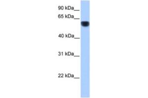 Western Blotting (WB) image for anti-Cytochrome P450, Family 1, Subfamily A, Polypeptide 1 (CYP1A1) antibody (ABIN2462399) (CYP1A1 antibody)