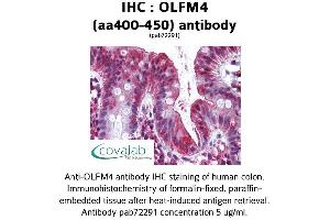 Image no. 1 for anti-Olfactomedin 4 (OLFM4) (AA 400-450) antibody (ABIN1737639)