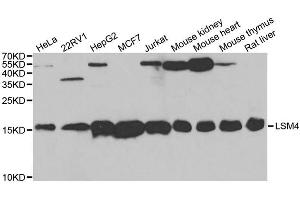 Western blot analysis of extracts of various cell lines, using LSM4 antibody (ABIN5973492) at 1/1000 dilution. (LSM4 antibody)