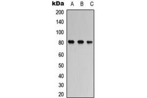 Western blot analysis of TAU (pS356) expression in SHSY5Y (A), mouse brain (B), rat brain (C) whole cell lysates.