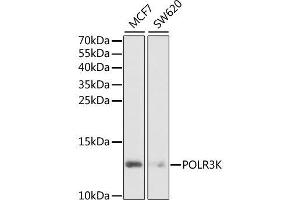 Western blot analysis of extracts of various cell lines, using POLR3K antibody. (POLR3K antibody  (AA 1-108))