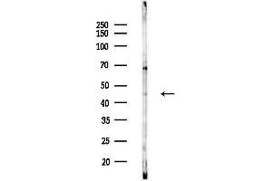 Western blot analysis of lysates from HepG2 cells(heat-shock,45 min treatment), using KCNN4 Antibody at 1/1000 dilution.