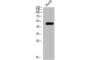 Western Blot analysis of HEPG2 cells using TRAF1 Polyclonal Antibody diluted at 1:500. (TRAF1 antibody  (AA 191-240))