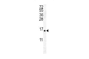 HIST2H2 Antibody (C-term) (ABIN657882 and ABIN2846837) western blot analysis in K562 cell line lysates (35 μg/lane). (HIST2H2AA4 antibody  (C-Term))