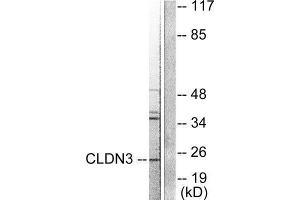 Western Blotting (WB) image for anti-Claudin 3 (CLDN3) (C-Term) antibody (ABIN1848459) (Claudin 3 antibody  (C-Term))