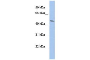 PTGER3 antibody used at 1 ug/ml to detect target protein. (PTGER3 antibody)