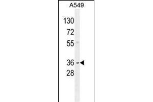 GNAT3 Antibody (Center) (ABIN654441 and ABIN2844175) western blot analysis in A549 cell line lysates (35 μg/lane). (GNAT3 antibody  (AA 78-105))