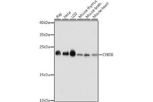 Western blot analysis of extracts of various cell lines, using CYB5B antibody (ABIN7266632) at 1:1000 dilution. (CYB5B antibody  (AA 16-150))
