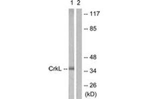 Western blot analysis of extracts from 293 cells, using CrkL (Ab-207) Antibody. (CrkL antibody  (AA 173-222))