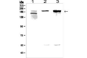 Western blot analysis of AGRN using anti-AGRN antibody (ABIN7600387). (AGRN antibody  (AA 1864-2068))