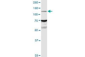 ARHGEF1 MaxPab rabbit polyclonal antibody. (ARHGEF1 antibody  (AA 1-912))