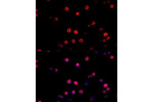 Immunofluorescence analysis of R. (PD-L1 antibody  (AA 19-238))