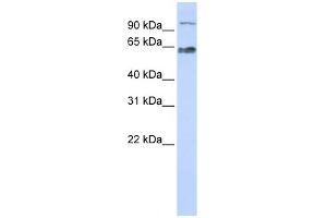 MAU2/KIAA0892 antibody  (Middle Region)