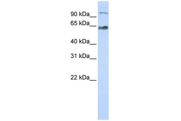 MAU2/KIAA0892 antibody  (Middle Region)