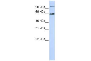 WB Suggested Anti-KIAA0892 Antibody Titration: 0. (MAU2/KIAA0892 antibody  (Middle Region))
