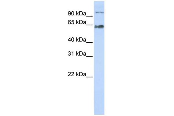 MAU2/KIAA0892 Antikörper  (Middle Region)