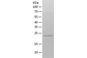 Western Blotting (WB) image for Peroxiredoxin 4 (PRDX4) (AA 29-271) protein (His tag) (ABIN7124365) (Peroxiredoxin 4 Protein (PRDX4) (AA 29-271) (His tag))