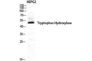 Western Blotting (WB) image for anti-Tryptophan Hydroxylase 1 (TPH1) (Tyr223) antibody (ABIN3177772) (Tryptophan Hydroxylase 1 antibody  (Tyr223))