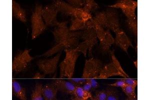 Immunofluorescence analysis of C6 cells using PGK2 Polyclonal Antibody at dilution of 1:100 (40x lens).