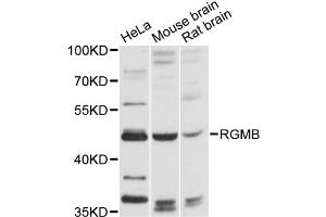 Western blot analysis of extracts of various cell lines, using RGMB antibody (ABIN6290874) at 1:3000 dilution.
