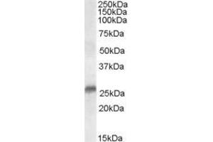 ABIN185347 (0. (SRD5A2 antibody  (N-Term))