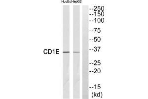 Western blot analysis of extracts from HuvEc cells and HepG2 cells, using CD1E antibody. (CD1e antibody  (Internal Region))