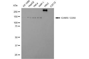 Western blotting analysis using ICAM3 / CD50 antibody (ABIN7799079).