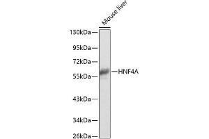 Western blot analysis of extracts of mouse liver, using HNF4A antibody (ABIN6134702, ABIN6141888, ABIN6141890 and ABIN6218196) at 1:1000 dilution. (HNF4A antibody  (AA 200-300))