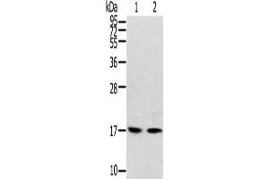Western Blotting (WB) image for anti-Ribosomal Protein, Large, p1 (RPLP1) antibody (ABIN2424109) (RPLP1 antibody)