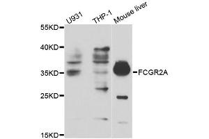 Western blot analysis of extracts of various cell lines, using FCGR2A antibody. (FCGR2A antibody)