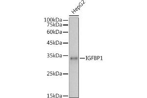 Western blot analysis of extracts of HepG2 cells, using IGFBP1 antibody (ABIN3023444, ABIN3023445, ABIN3023446 and ABIN6219959) at 1:1000 dilution. (IGFBPI antibody  (AA 26-259))