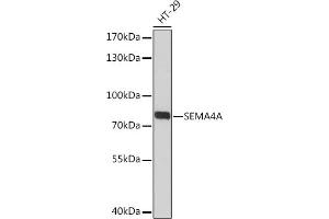 Western blot analysis of extracts of HT-29 cells, using SEMA Rabbit pAb (ABIN7270199) at 1:3000 dilution. (Sema4a antibody  (AA 320-580))