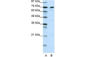 WB Suggested Anti-ILF3 Antibody Titration:  0. (Interleukin enhancer-binding factor 3 (ILF3) (N-Term) antibody)