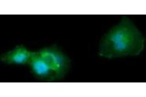 Image no. 2 for anti-CD33 (CD33) antibody (ABIN1497267) (CD33 antibody)