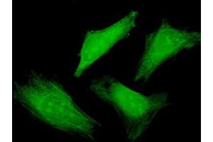 Immunofluorescence of purified MaxPab antibody to BRUNOL4 on HeLa cell. (CELF4 antibody  (AA 1-484))