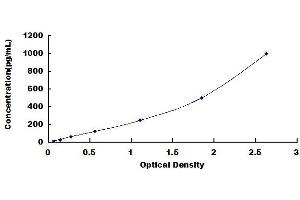 Typical standard curve (Cyclin D2 ELISA Kit)