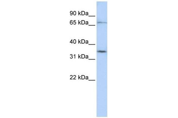SLCO1C1 antibody  (N-Term)