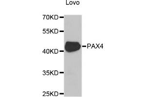 Western blot analysis of extracts of Lovo cells, using PAX4 antibody (ABIN5975374) at 1/1000 dilution. (PAX4 antibody)