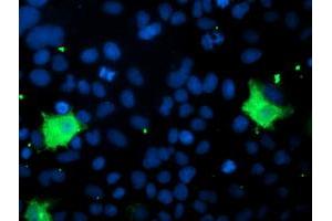 Image no. 3 for anti-Pyridoxamine 5'-Phosphate Oxidase (PNPO) antibody (ABIN1500319) (PNPO antibody)