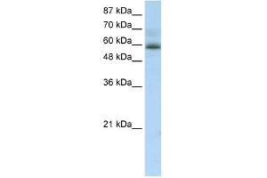 WB Suggested Anti-ZNF307 Antibody Titration:  2. (ZKSCAN4 antibody  (Middle Region))