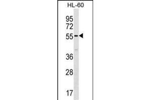 SM50 Antibody (Center) (ABIN1537915 and ABIN2838212) western blot analysis in HL-60 cell line lysates (35 μg/lane). (SAMM50 antibody  (AA 163-189))