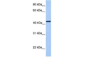 KLC3 antibody used at 1 ug/ml to detect target protein.