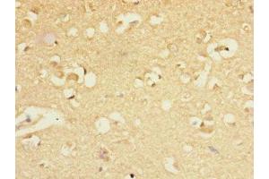 Immunohistochemistry of paraffin-embedded human brain tissue using ABIN7153488 at dilution of 1:100 (GABRA5 antibody  (AA 32-259))