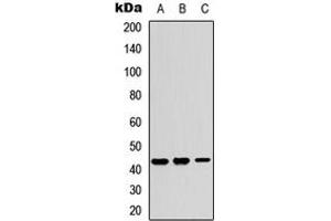 Western blot analysis of Kir4. (KCNJ15 antibody  (Center))