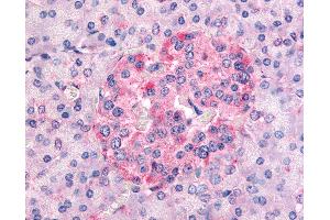 Anti-SGK1 antibody IHC of human pancreas. (SGK1 antibody  (AA 419-431))