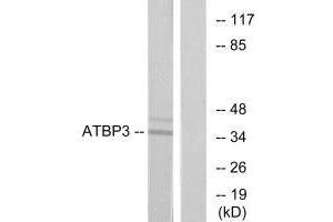 Western blot analysis of extracts from LOVO cells, using ATBP3 antibody. (ATPBD3 antibody  (C-Term))
